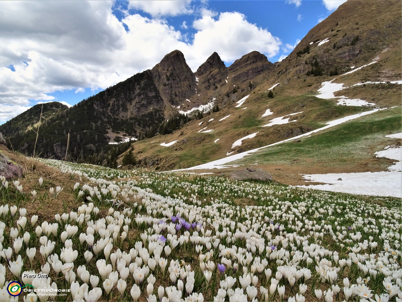 81 Dalla Baita di Monte Campo  distese di Crocus vernus con vista verso i Tre Pizzi.JPG